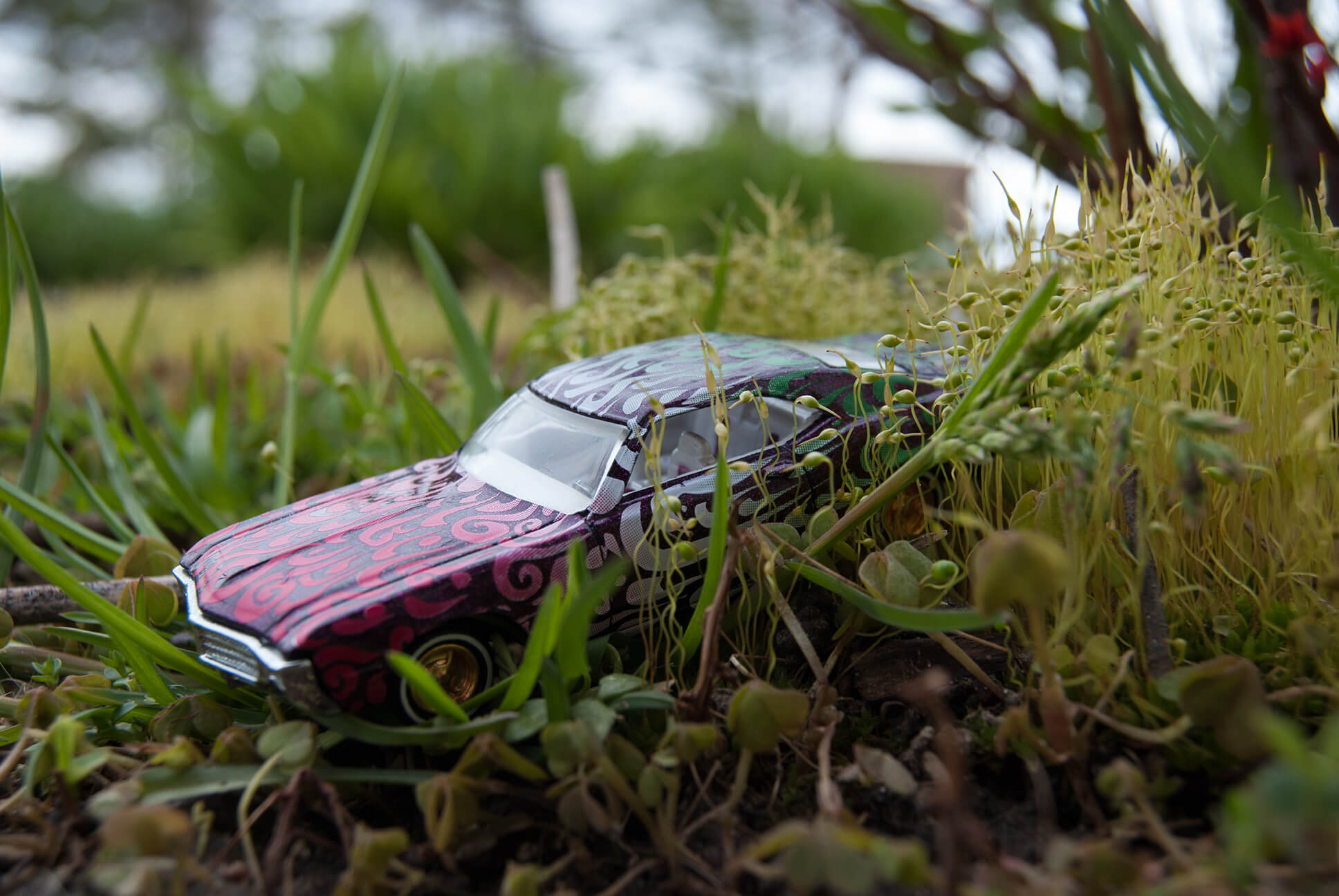 Moss muscle